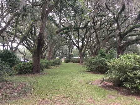 City of Charleston's Ellis Oaks Park