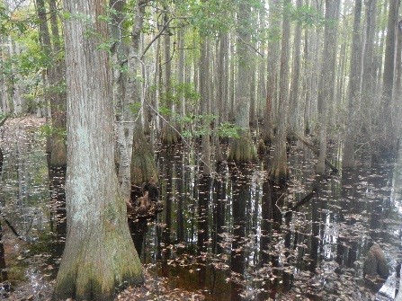 US Forest Service’s Murrell Tract (Part of the Francis Marion National Forest)