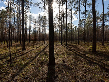 US Forest Service's Atlantic Creosote Tract (Part of the Francis Marion National Forest)