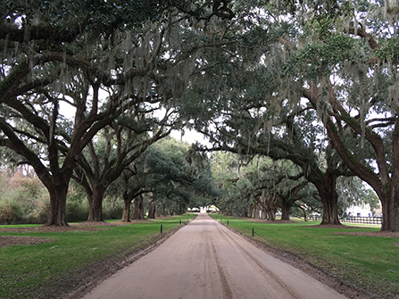 Boone Hall Plantation