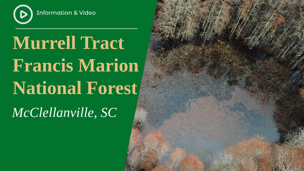Murrell Tract, Francis Marion National Forest