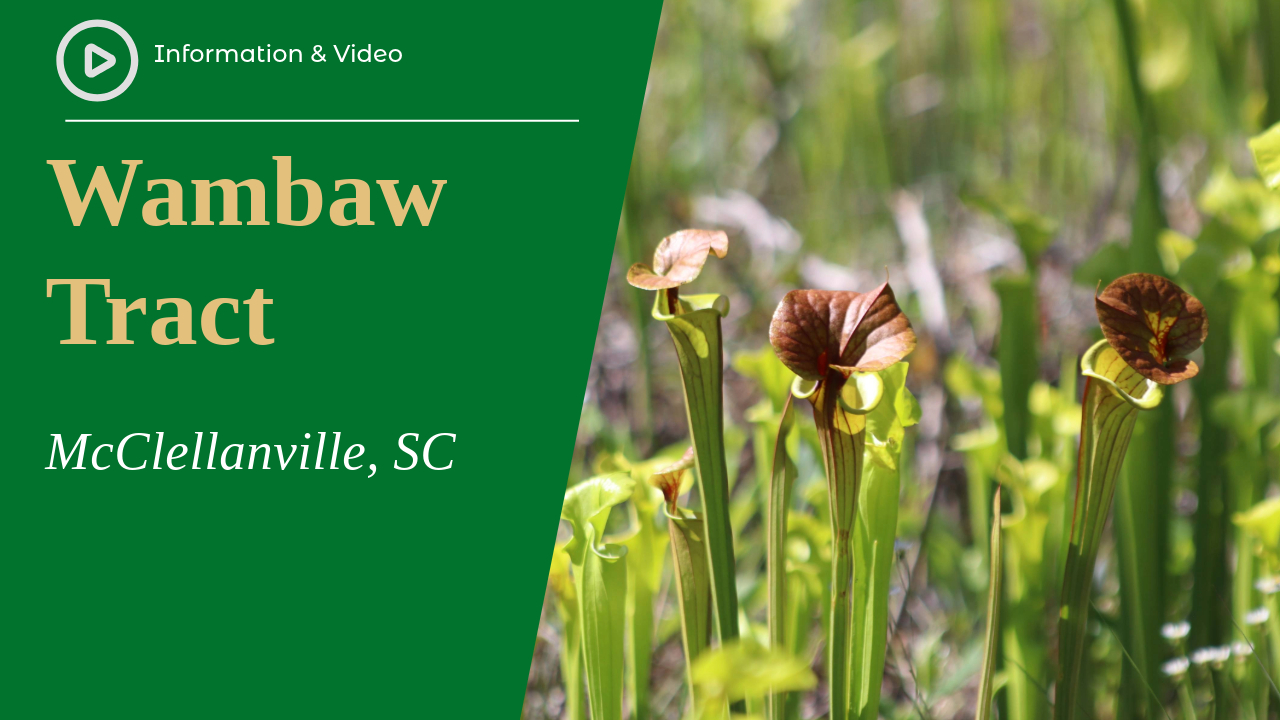 Wambaw Tract